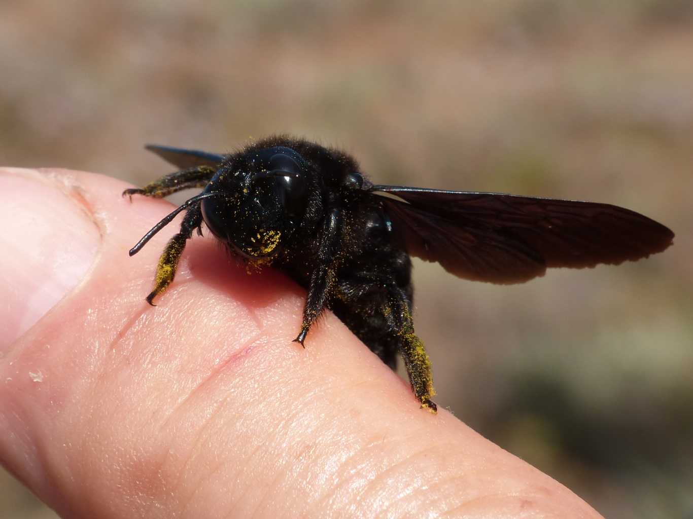 Xylocopa violacea malata? O solo stanca?